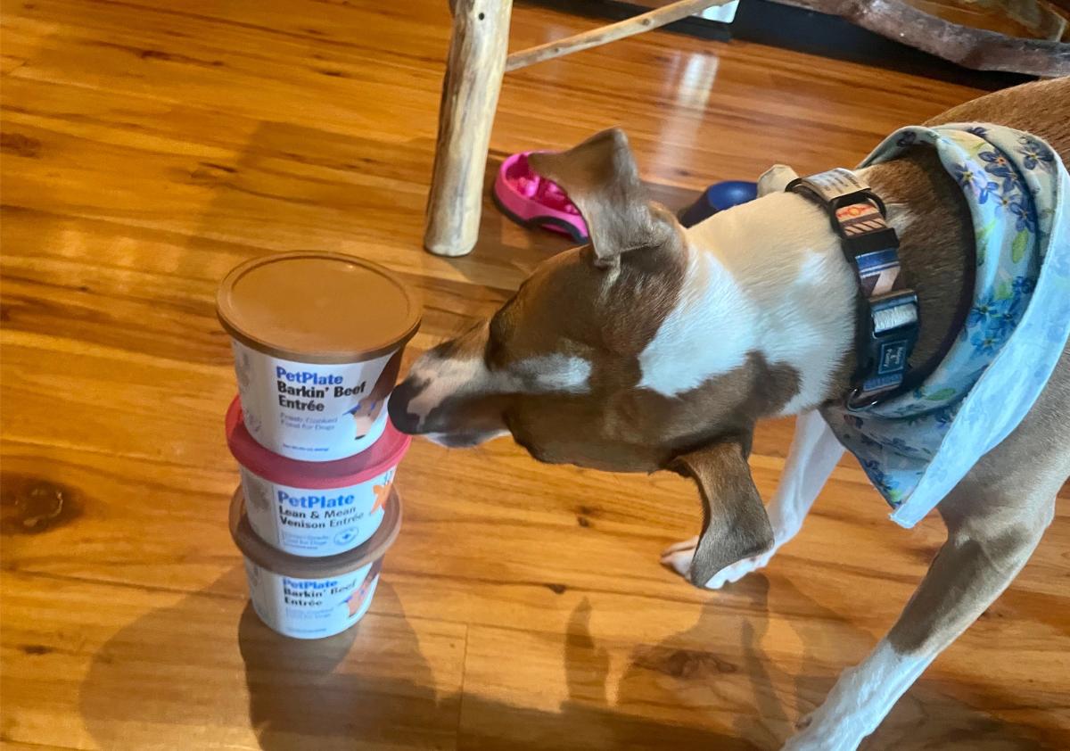 Dog sniffing stack of PetPlate dog food containers.