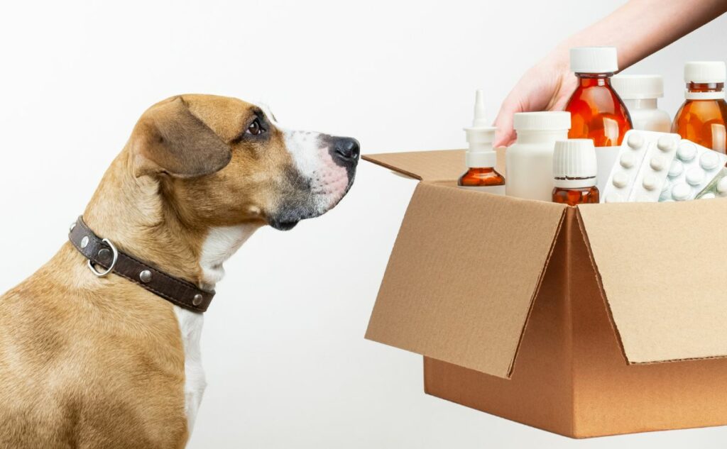 Cheap Pet Meds Is It Better To Buy Online? Canine Journal