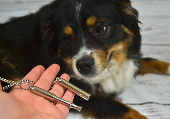 Dog sniffing acme 535 silent ultrasonic whistles.