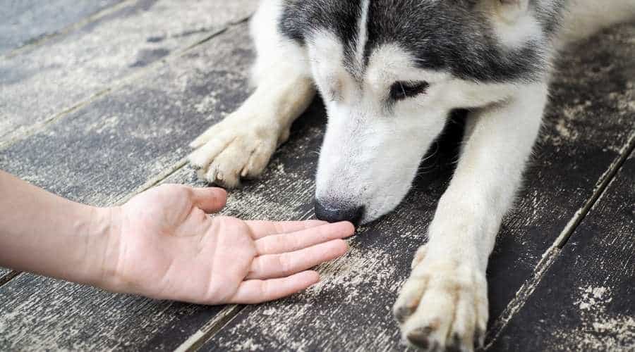 Dog sniffing person's hand