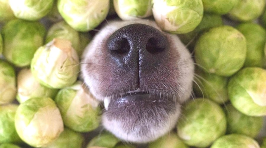 Shocking Truth About Brussels Sprouts and Your Canine Companion