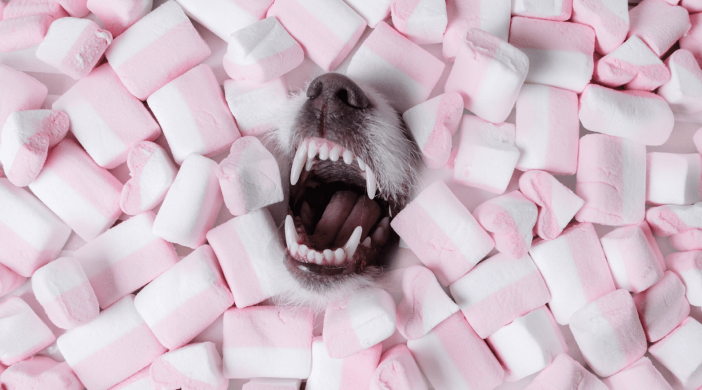 Dog snout in pile of marshmallows