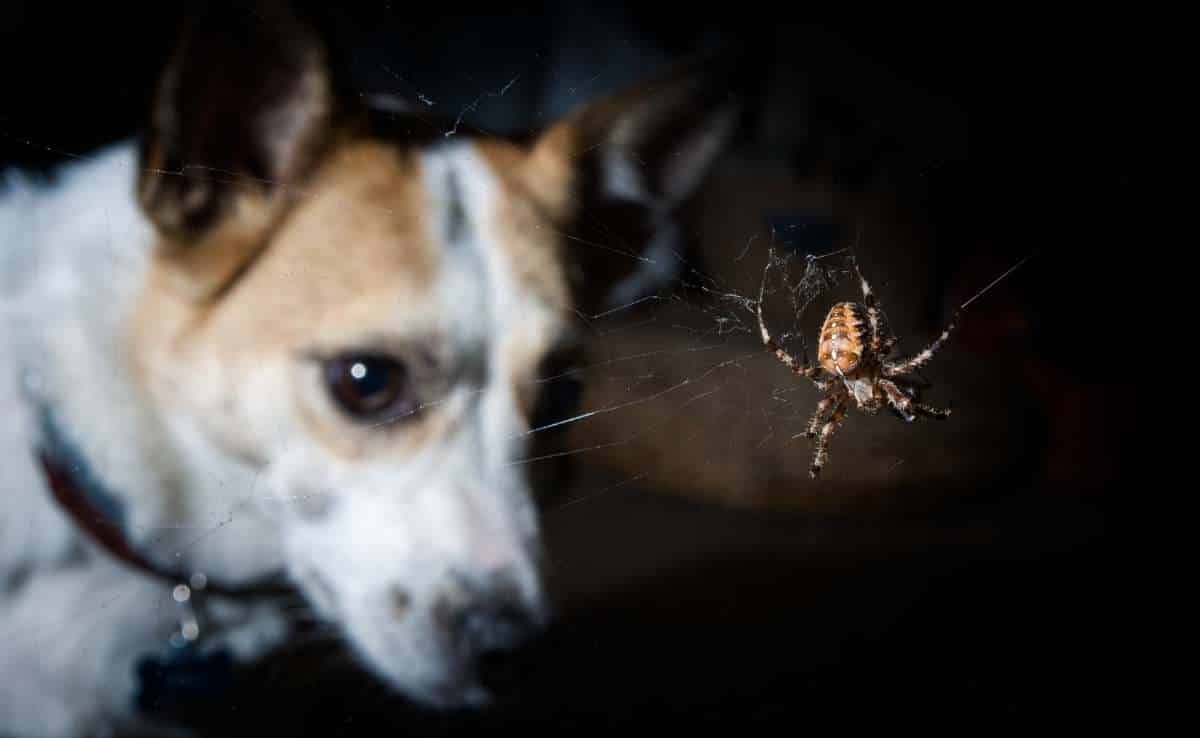 Hond die naar een spin op een web staart