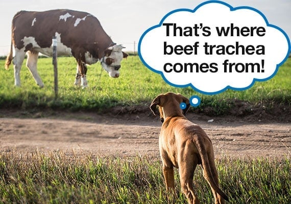 Dog staring at cow in field learning where beef trachea comes from