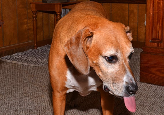 Dog sticking tongue out after tasting bitter anti-chew spray
