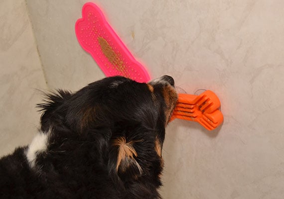 Dog testing two different lick mats stuck to the wall of shower