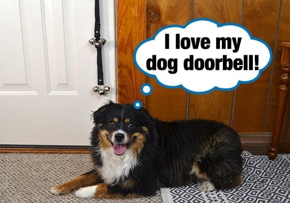 Dog that is sitting in front of jingle bells hanging from door knob used as doorbell
