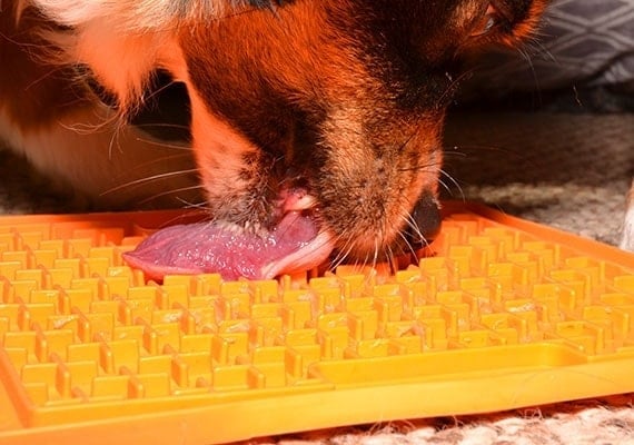 Dog tonuge scraping across the surface of the orange lickimat buddy trying to remove peanut butter