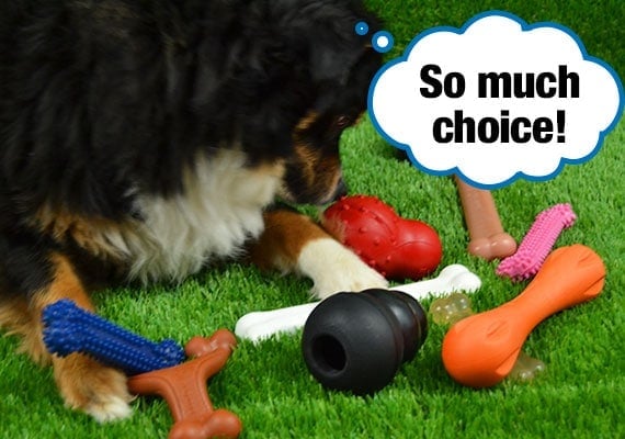 Dog trying to decide which chew toy he wants to play with