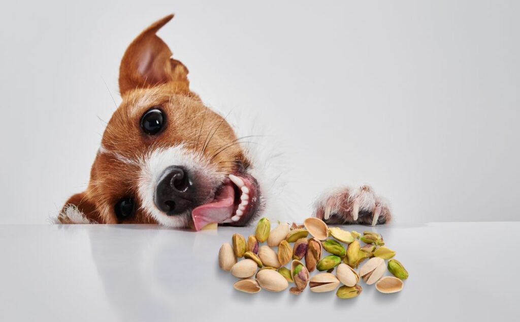 Can Dogs Eat Pistachios? Are Pistachios Bad For Dogs? Canine Journal