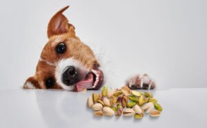 Can Dogs Eat Pistachios? Are Pistachios Bad For Dogs? - Canine Journal