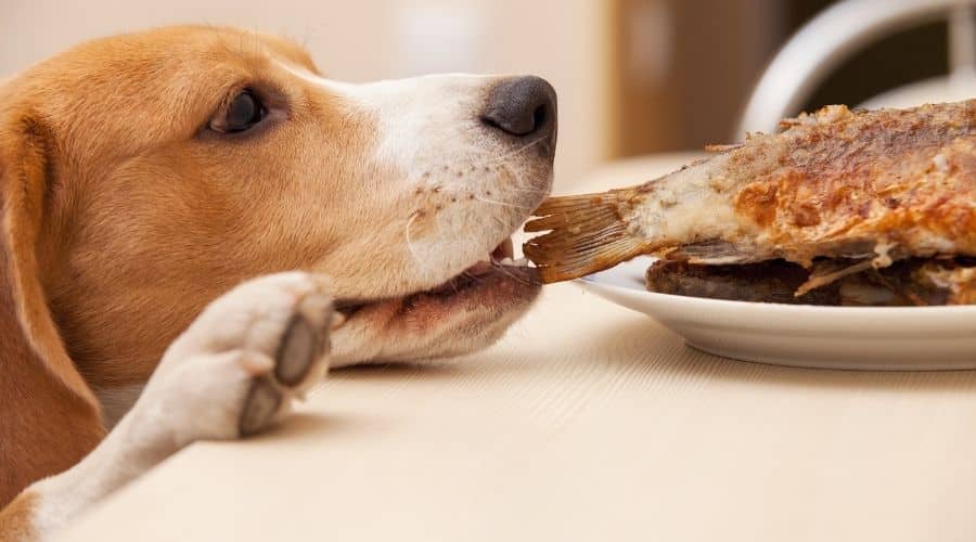 Dog trying to pull piece of fried fish off table