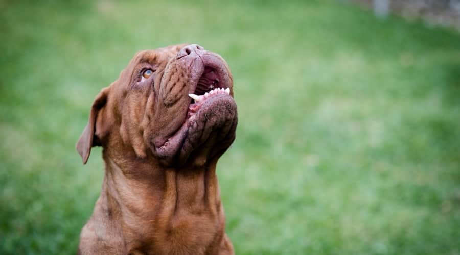Dog waiting on Food