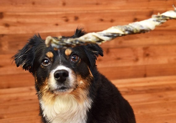Dog waiting patiently for fish skin treat