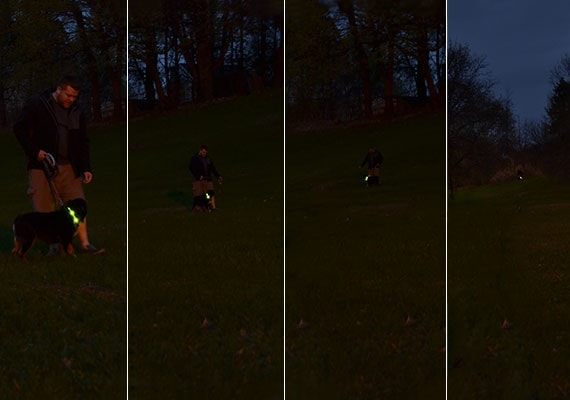 Dog walked by owner at night wearing LED Dog Collar at different distances
