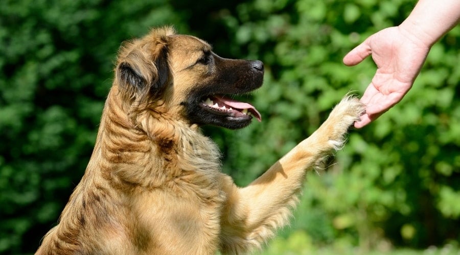Dog wanting to Play