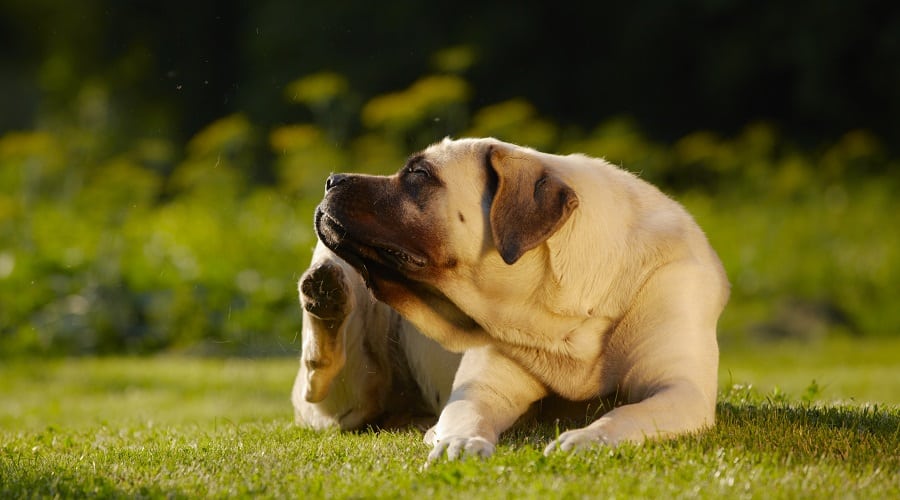 Dog with Allergy
