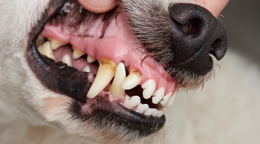 Dog with Bad Dental Hygiene