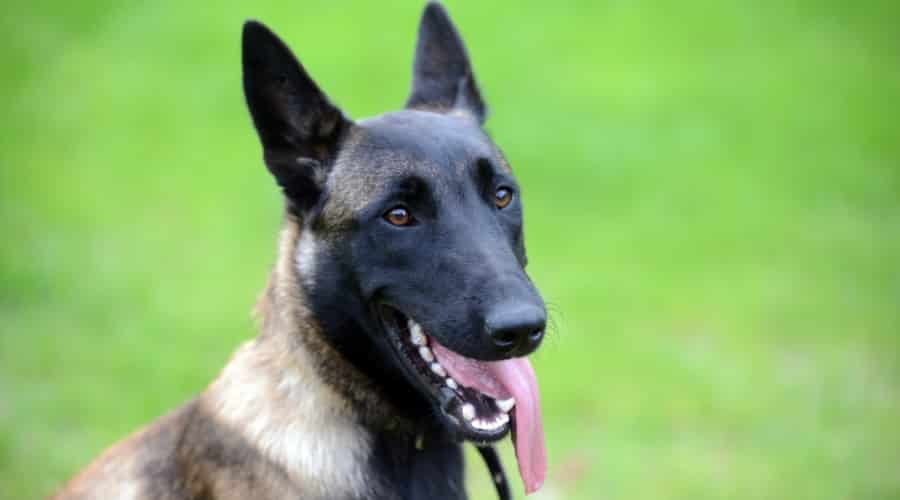 Dog with Black Mask