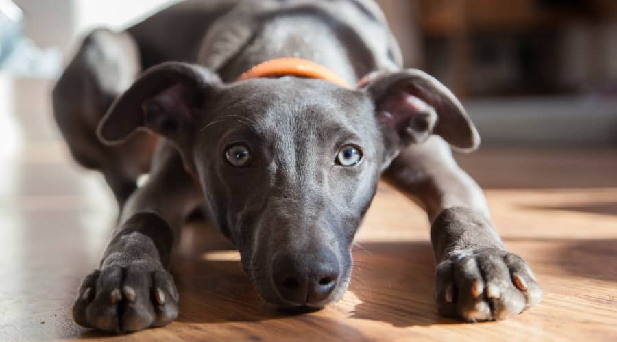 Dog with Blue Coat and Grey Eyes