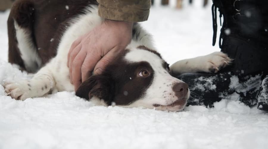 Dog with Frostbite