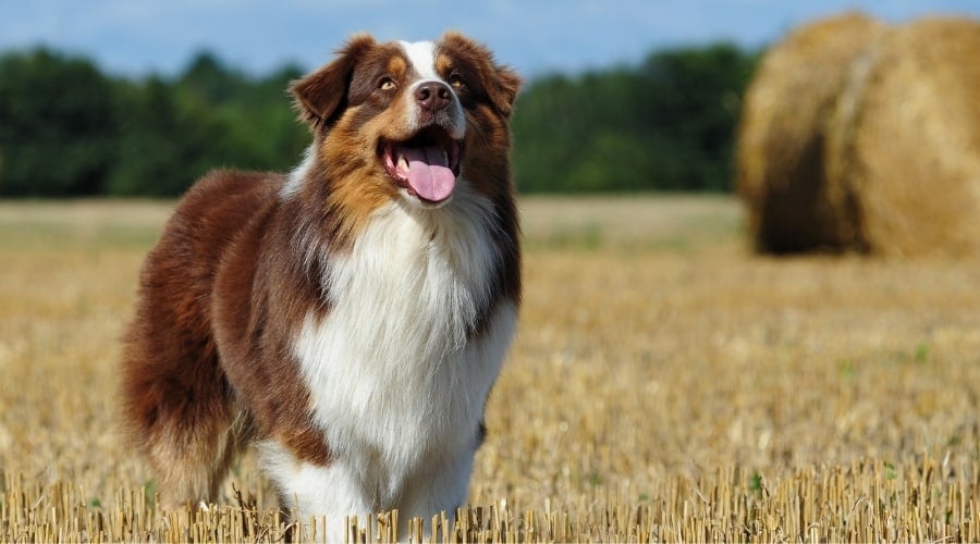Dog with Herding Duties on Farm