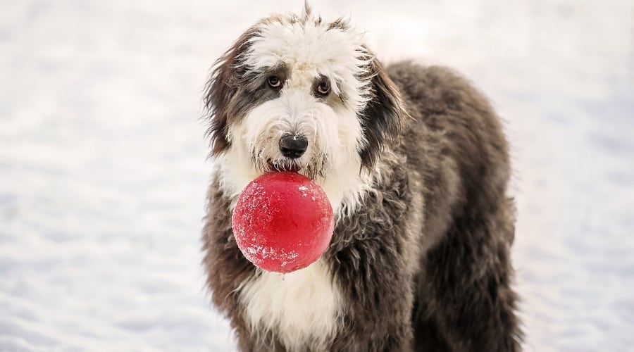 Dog with Jolly Ball in Mouth