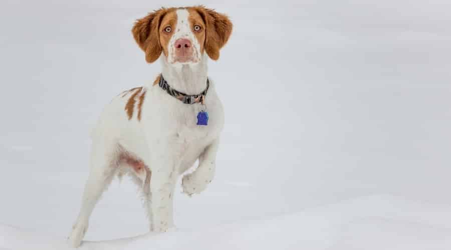 Dog With Light Eyes Standing in Pointer Position in the Snow