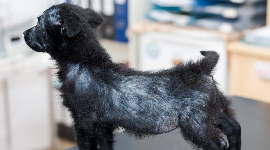 Dog with Mange