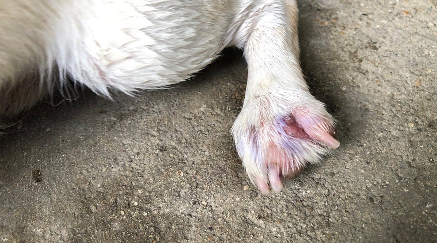 Dog with Nail Issue Due to Growth on Paw