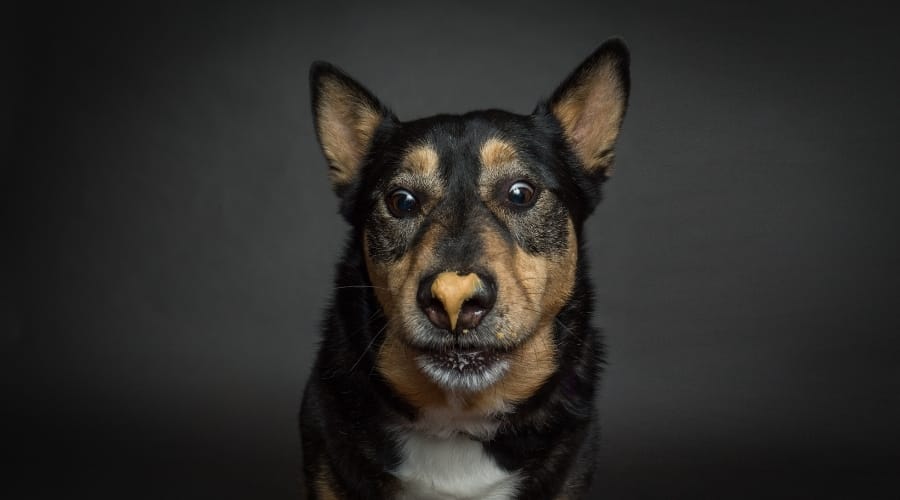 Dog Looking at Peanut Butter on Nose