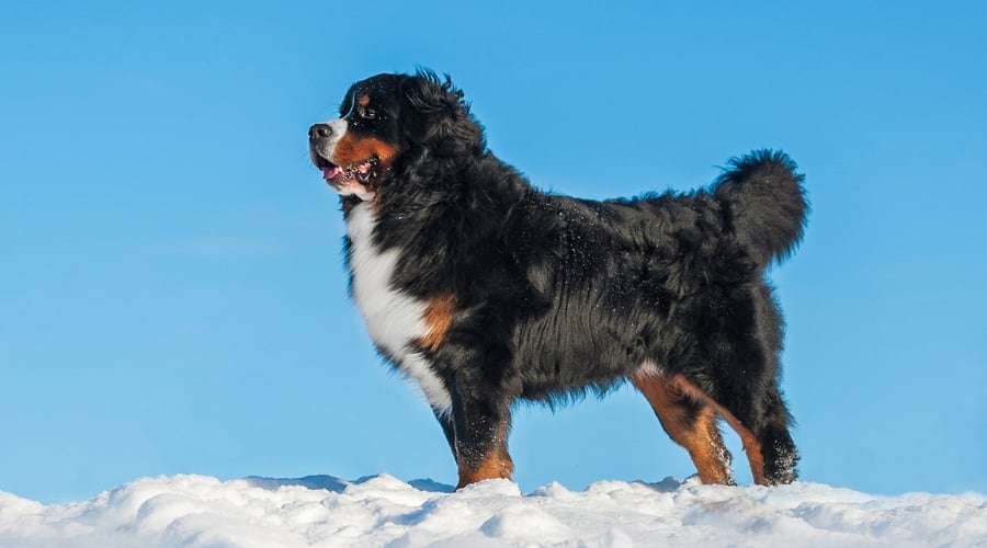 Dog with Thick Coat in Snow