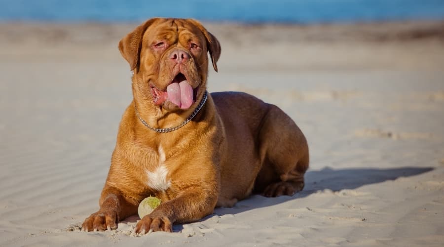 Dog with Toy on Beach