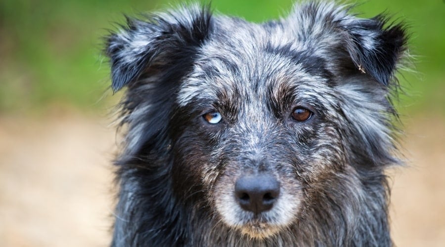 Dog with Two Different Colored Eyes