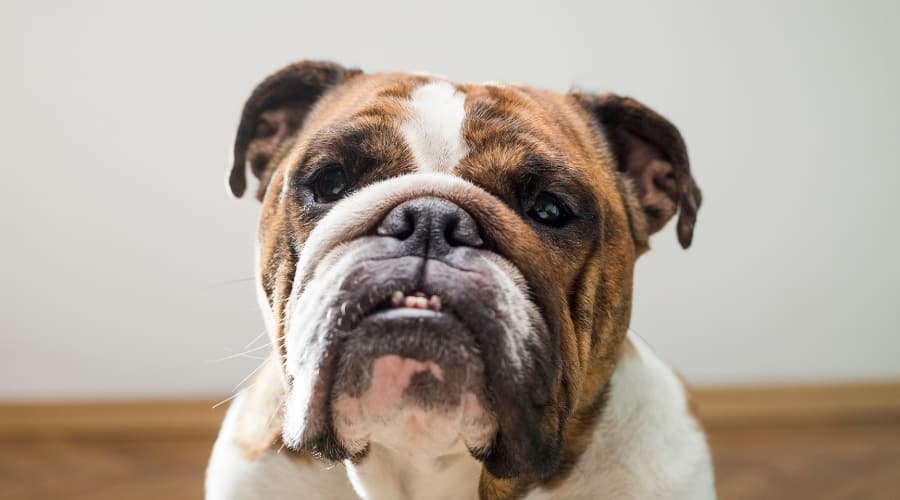 Dog with Underbite