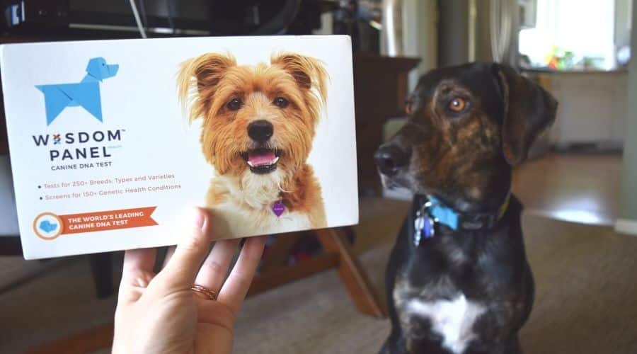 Dog with DNA Test.