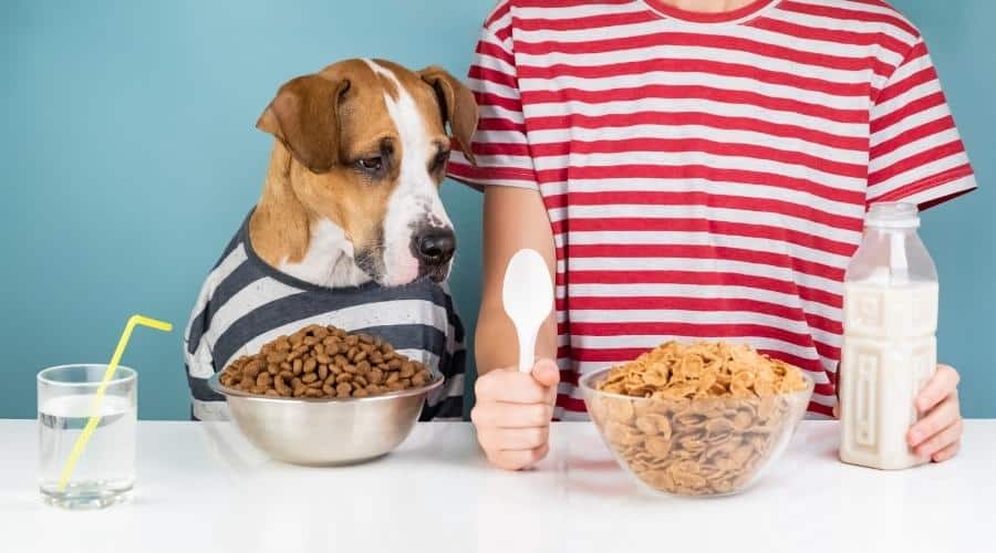 Dog with a person in front of pet food and cereals bowls