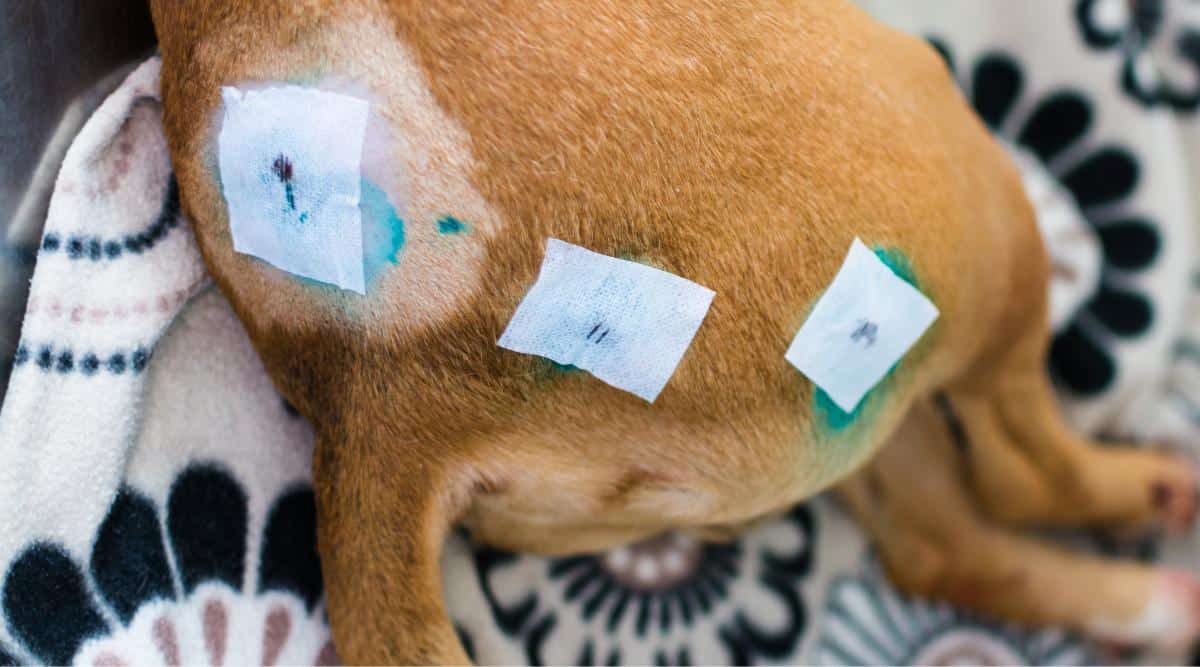 Dog with bumps on back cut out and bandages