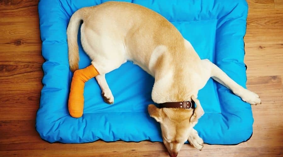 Dog in cast.