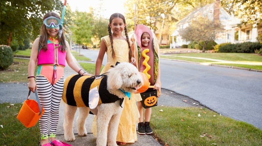 How to Introduce Dogs and Newborns Dogs with kids.