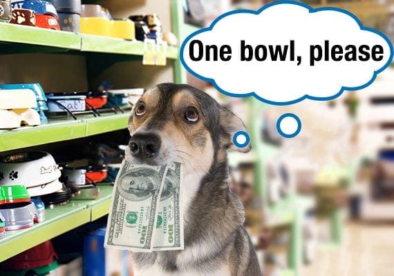 Dog with money in his mouth buying a cheap plastic dog bowl