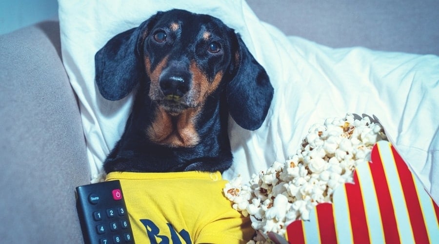 Dachshund with popcorn and tv remote on a couch.