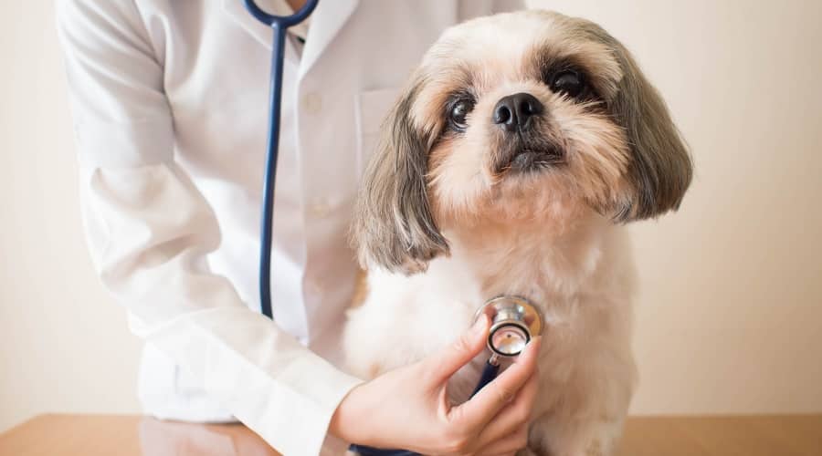 Dog with sick tummy