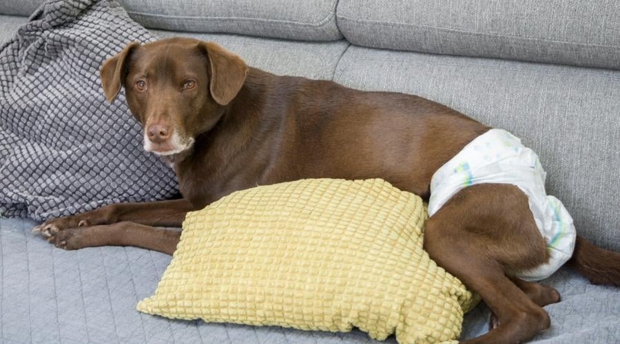 Dog with diaper on laying on sofa.