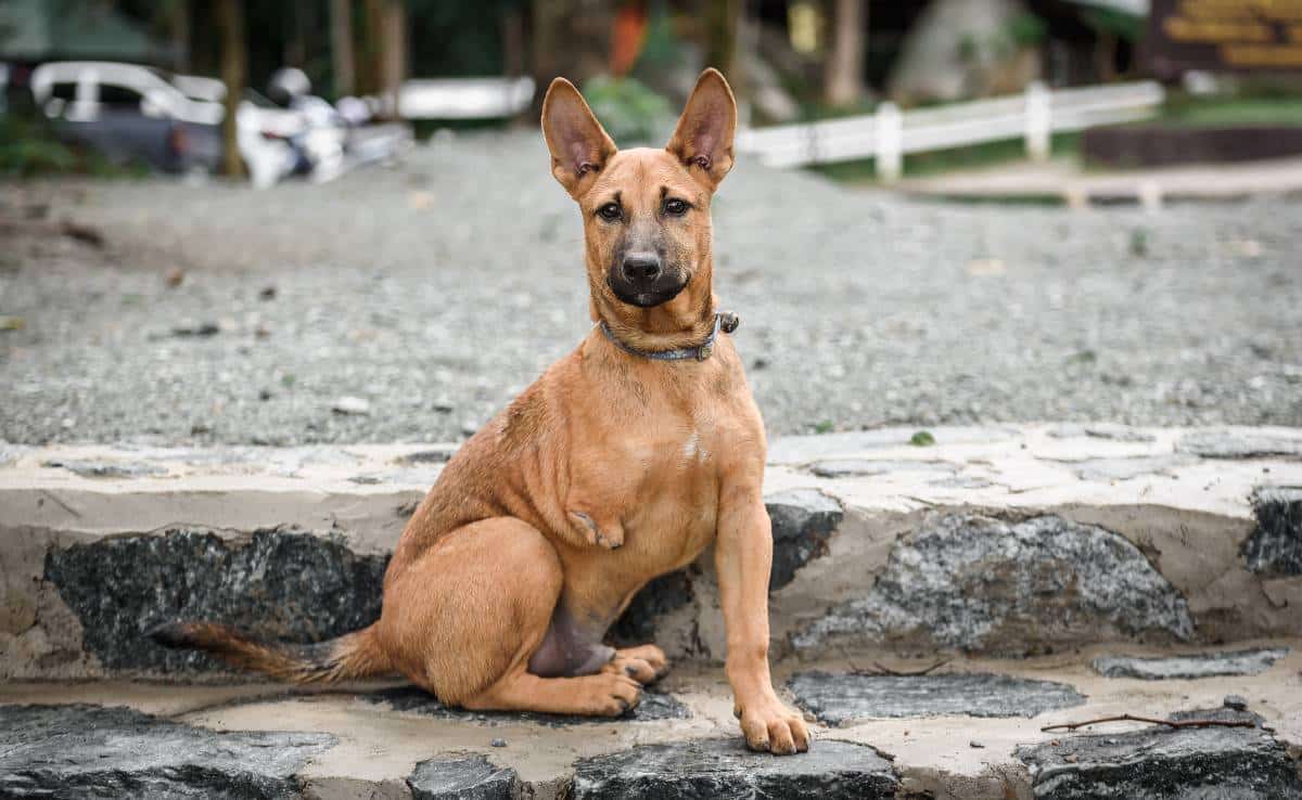 Dog with three legs sitting on a road