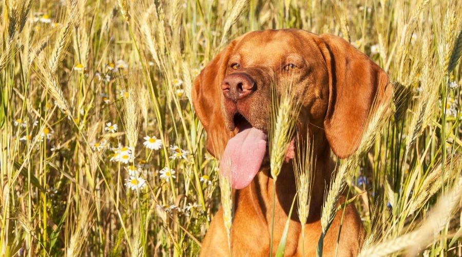 Dog with tongue out in a field of wheat