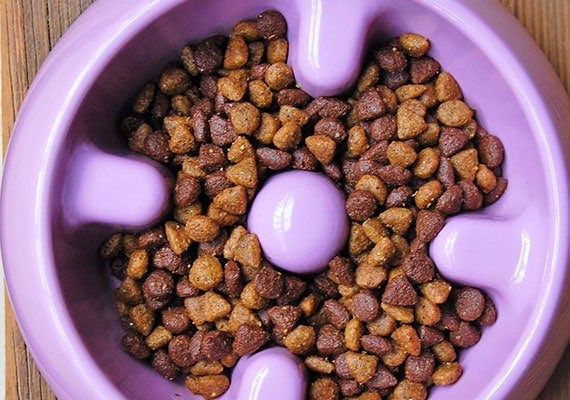 Dogit slow-feed dog bowl filled with kibble.