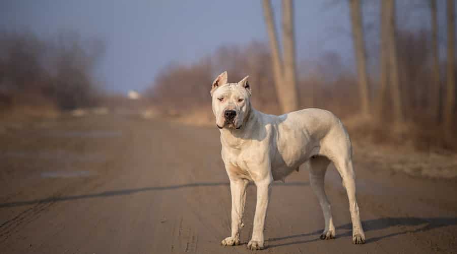 Dogo Argentino Aggressive Breed