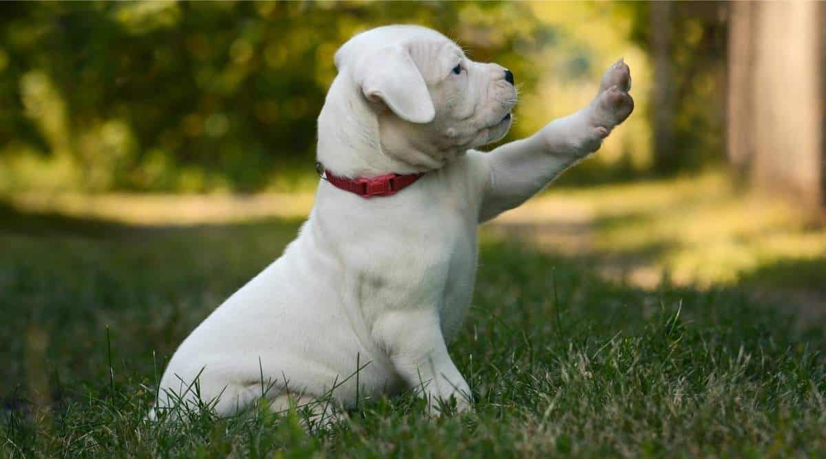 The funny puppy Dogo Argentino sitting in grass with paw up in air