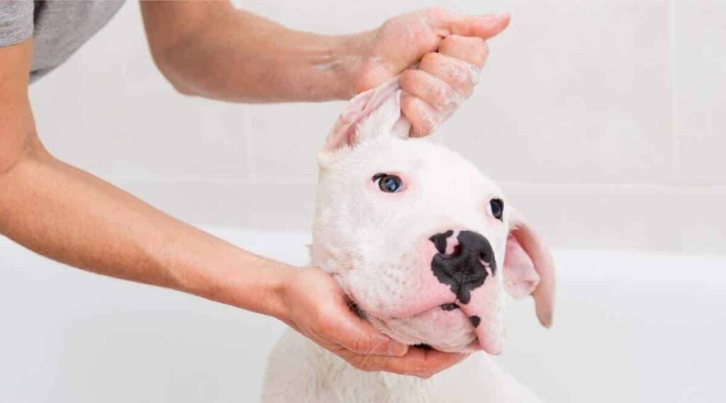 Person washing Dogo Argentino's ears in bath. 